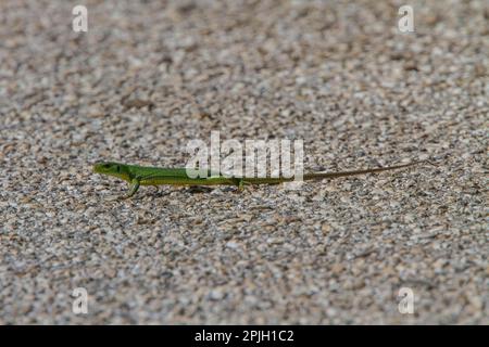 Balkan green lizards (Lacerta trilineata), Other animals, Reptiles, Animals, Lizards, Balkan green lizard Stock Photo