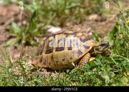 Greek tortoise, Greek tortoises, Other animals, Reptiles, Tortoises, Animals, Tortoises, Eastern Hermann's tortoise, Bulgaria Stock Photo