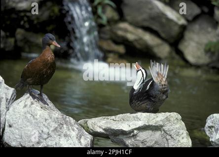 Torrent duck (Merganetta armata) Male and Female on Rocks, Male Depicted Stock Photo