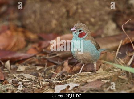 Red-cheeked Cordon-bleu (Uraeginthus bengalus bengalus), adult male, standing on the ground, mole N. P. Ghana Stock Photo
