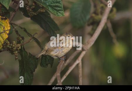 Medium tree finches (Camarhynchus pauper), Darwin Finch, Darwin Finches, Tangaries, Songbirds, Animals, Birds, Medium Tree Finch Floreana, Galapagos Stock Photo