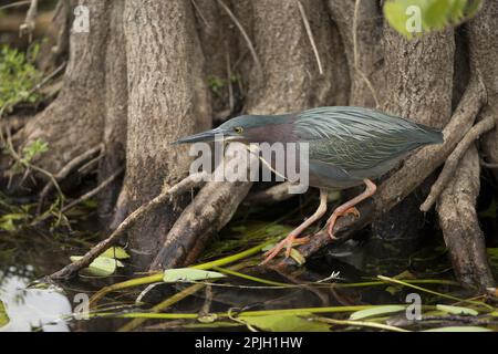 Green Heron (Butorides virescens) adult, standing on root at edge of water, Florida (U.) S. A Stock Photo