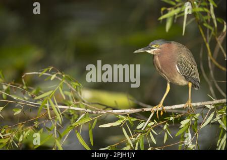 Green Heron (Butorides virescens) adult, standing on branch, Florida (U.) S. A Stock Photo