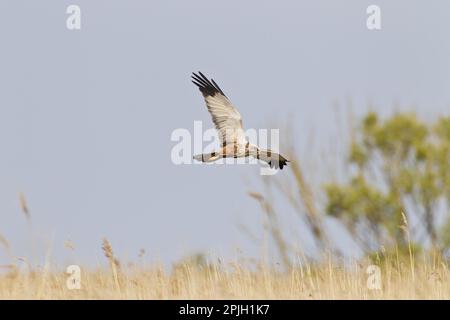 Western western marsh-harrier (Circus aeruginosus), adult male, in flight over reeds, with nesting material in beak, Cley-next-the-sea, Norfolk Stock Photo