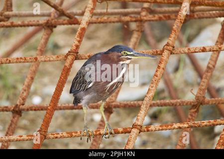 Green green heron (Butorides virescens), adult, on an artificial iron structure, Tobago, Trinidad and Tobago Stock Photo