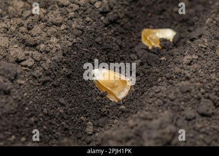 Planting sweet corn seeds in soil. Vegetable garden, organic gardening and farming concept. Stock Photo