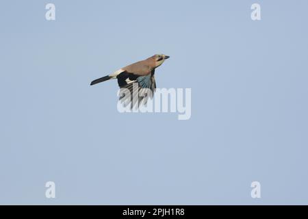 Eurasian Jay (Garrulus glandarius) adult, in flight, Norfolk, England, United Kingdom Stock Photo