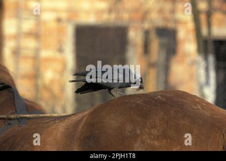 Jackdaw (Corvus monedula spermologus) Standing jackdaw (Corvus monedula spermologus) On the back of a horse collecting hair Fl011030 Stock Photo