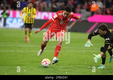 MUNICH, Germany. , . 1 Gregor KOBEL, Keeper, of BvB vs 42 Jamal MUSIALA of FcB during the Bundesliga Football match between Fc Bayern Muenchen and BvB Dortmund at the Allianz Arena in Munich on 1. April 2023, Germany. DFL, Fussball, 4:2 (Photo and copyright @ ATP images/Arthur THILL (THILL Arthur/ATP/SPP) Credit: SPP Sport Press Photo. /Alamy Live News Stock Photo