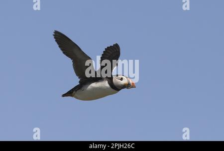 Atlantic Puffin (Fratercula arctica) adult in flight, Northumberland, England, United Kingdom Stock Photo