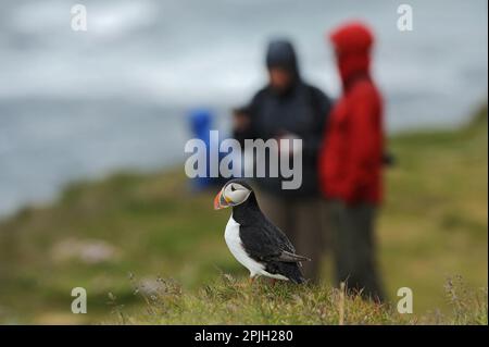 Puffin (Fratercula arctica) adult, breeding feather, standing on cliffs with tourists in the background, Latrabjarg, Iceland Stock Photo