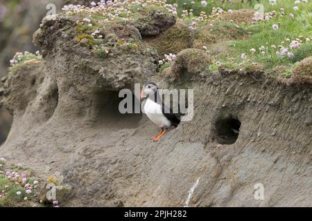 Atlantic Puffin (Fratercula arctica) adult, breeding plumage, emerging from nest burrow, Sumburgh Head RSPB Reserve, Mainland, Shetland Islands Stock Photo