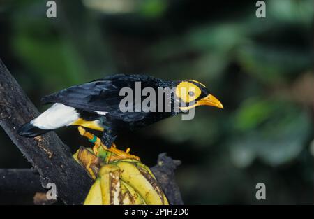 Yellow-faced yellow-faced myna (Mino dumontii) Stands on bananas/New Guinea Stock Photo