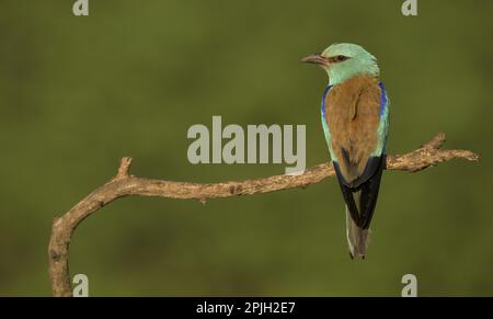 European Roller (Coracias garrulus) adult, perched on branch, Hungary Stock Photo