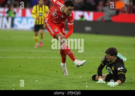 MUNICH, Germany. , . 1 Gregor KOBEL, Keeper of BvB vs 42 Jamal MUSIALA of FcB during the Bundesliga Football match between Fc Bayern Muenchen and BvB Dortmund at the Allianz Arena in Munich on 1. April 2023, Germany. DFL, Fussball, 4:2 (Photo and copyright @ ATP images/Arthur THILL (THILL Arthur/ATP/SPP) Credit: SPP Sport Press Photo. /Alamy Live News Stock Photo