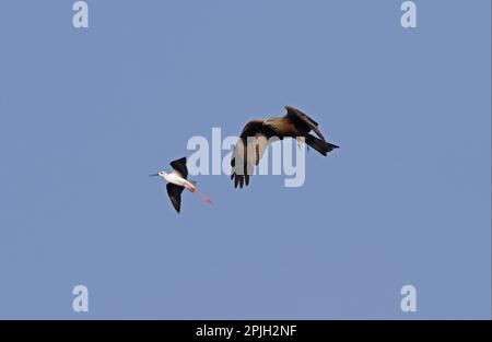Black-winged stilts chase a black kite that has captured one of its chicks. Coto Donana, Spain Stock Photo