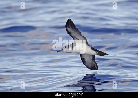 Bannerman's Shearwater (Puffinus bannermani) adult, in flight over sea, Minami Iwo Jima, Iwo Islands, Ogasawara Islands, Japan Stock Photo