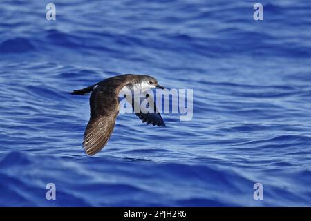 Bannerman's Shearwater (Puffinus bannermani) adult, in flight over sea, Minami Iwo Jima, Iwo Islands, Ogasawara Islands, Japan Stock Photo