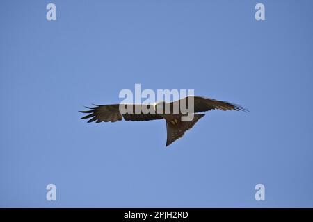 Parasitus, parasitic kite, yellow-billed kite (Milvus aegyptius), black kite, black kites, kite, kites, birds of prey, animals, birds, Yellowbilled Stock Photo