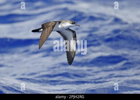 Bannerman's Shearwater (Puffinus bannermani) adult, in flight over sea, Minami Iwo Jima, Iwo Islands, Ogasawara Islands, Japan Stock Photo