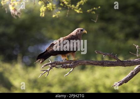 Parasitus, parasitic kite, yellow-billed kite (Milvus aegyptius), black kite, black kites, kites, kites, birds of prey, animals, birds, yellow billed Stock Photo