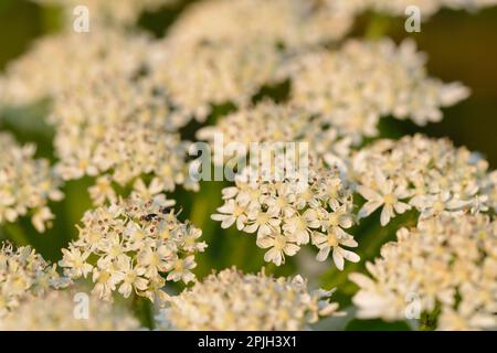 Hogweed (Heracleum persicum) Stock Photo