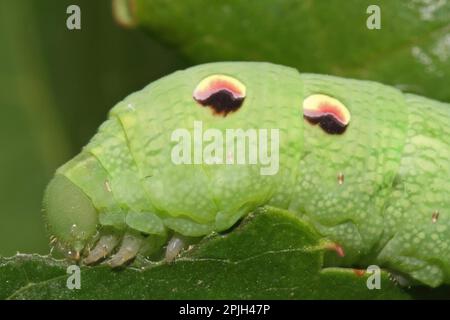 Elephant hawk-moth (Deilephila elpenor), caterpillar Stock Photo