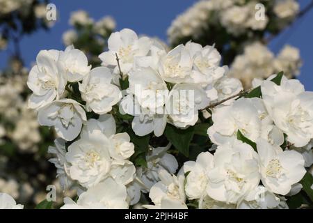 Common jasmine (Jasminum officinale) Stock Photo