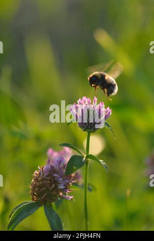 Northern northern white-tailed bumblebee (Bombus magnus) Stock Photo