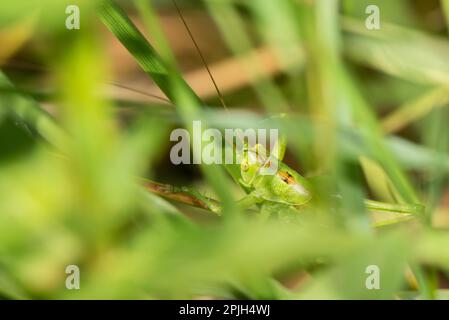 Greater green hayseed Stock Photo