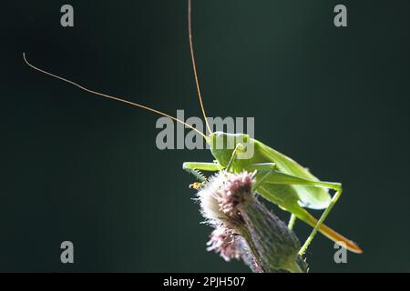 Greater green hayseed Stock Photo