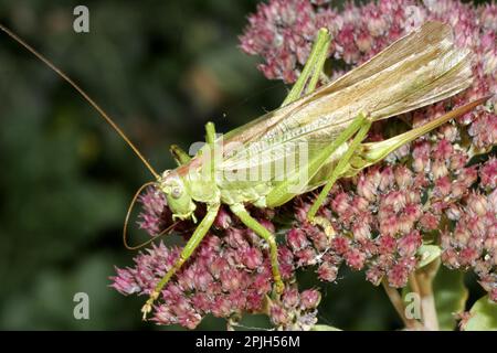 Greater green hayseed Stock Photo