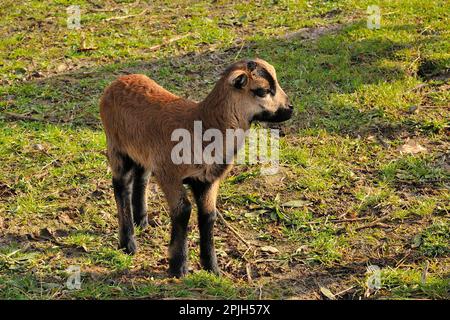 Cameroon sheep, lamb Stock Photo