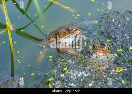 Grass frog Stock Photo