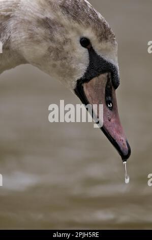 Mute Swan, Young Bird Stock Photo