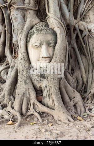 Buddha's head in the roots of the Bodhi tree, Wat Mahathat temple, Ayutthaya, Thailand Stock Photo