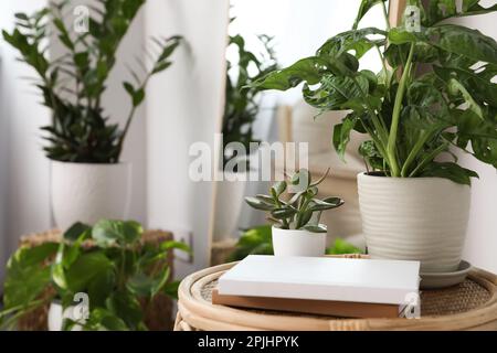 Books and houseplants on wooden stand in room with mirror. Interior design Stock Photo