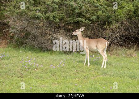 Georgetown, Texas USA - white-tailed deer doe in grass with spring wildflowers and juniper bushes Stock Photo