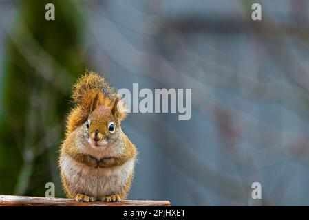 A red squirrel in a backyard environment. In Canada, most squirrels are black-furred. Stock Photo