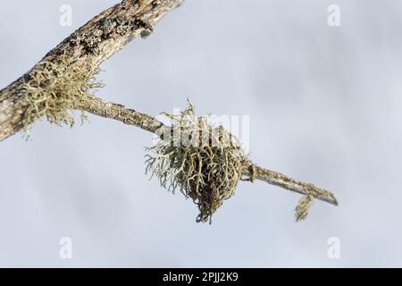 Lichens growing on a dead tree branch. Quebec,Canada Stock Photo