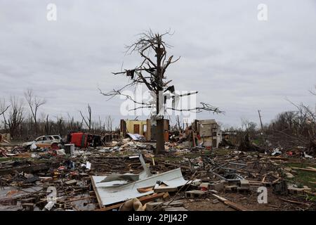 SULLIVAN, INDIANA - APRIL 1: A tree stands mangled above debris after a tornado on April 1, 2023 in Sullivan, Indiana. Three people were declared dead, and 8 others were injured, as the search and rescue operation continued Saturday afternoon. The severe storm that created the tornado struck Friday, March 31, 2023 and damaged about 150 homes and structures in Sullivan. (Photo by Jeremy Hogan/The Bloomingtonian) Stock Photo