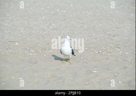 A seagull is sitting on a sandy beach Stock Photo