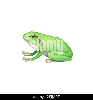 European tree frog, Hyla arborea, watercolor illustration isolated on white background. Stock Photo