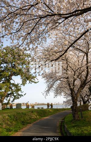 The beautiful old cherry trees lining the walkway at Toyano Lagoon, Niigata City, Japan. Stock Photo