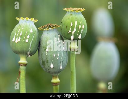 Detail of opium poppy heads, in latin papaver somniferum, three immature poppy heads with drops of opium milk latex Stock Photo