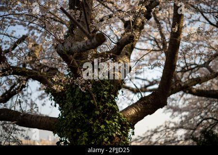 The beautiful old cherry trees lining the walkway at Toyano Lagoon, Niigata City, Japan. Stock Photo