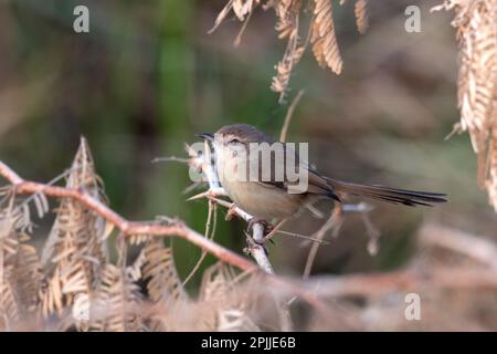 Plain prinia (Prinia inornata), also known as the plain wren-warbler or white-browed wren-warbler, observed near Nalsarovar in Gujarat, India Stock Photo