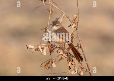 Plain prinia (Prinia inornata), also known as the plain wren-warbler or white-browed wren-warbler, observed near Nalsarovar in Gujarat, India Stock Photo