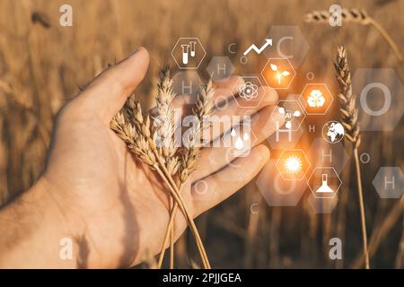Agricultural technologies for growing plants and scientific research in the field of biology and chemistry of nature. Wheat sprouts in a farmer's hand. High quality photo Stock Photo
