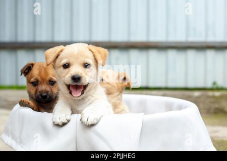 small cute dogs in the yard Stock Photo